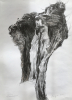 study willow project / charcoal