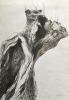 study willow project / charcoal